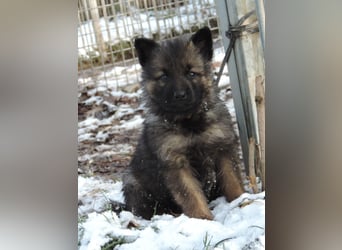 Deutsche Schäferhund Welpen Langstockhaar m.P. gerader Rücken