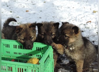 Deutsche Schäferhund Welpen Langstockhaar m.P. gerader Rücken