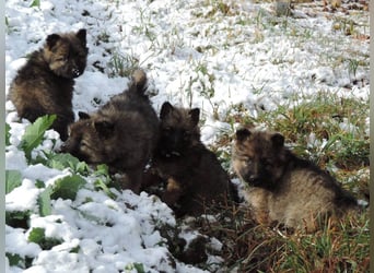 Deutsche Schäferhund Welpen Langstockhaar m.P. gerader Rücken