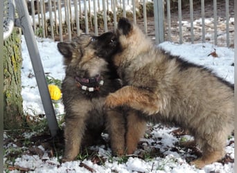 Deutsche Schäferhund Welpen Langstockhaar m.P. gerader Rücken