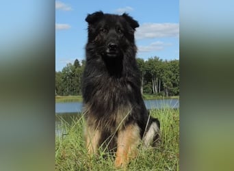 Deutsche Schäferhund Welpen Langstockhaar m.P. gerader Rücken