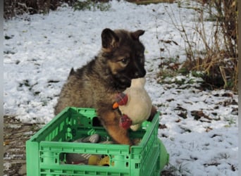 Deutsche Schäferhund Welpen Langstockhaar m.P. gerader Rücken