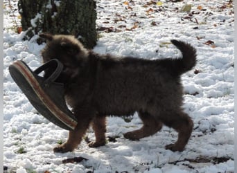 Deutsche Schäferhund Welpen Langstockhaar m.P. gerader Rücken