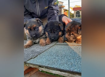 DSH-Welpen zu verkaufen