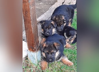 DSH-Welpen zu verkaufen