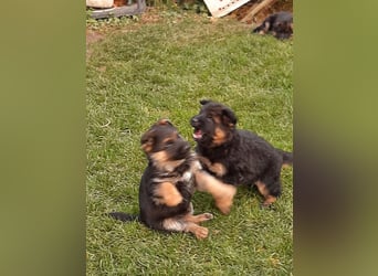 DSH-Welpen zu verkaufen