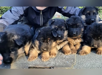 DSH-Welpen zu verkaufen