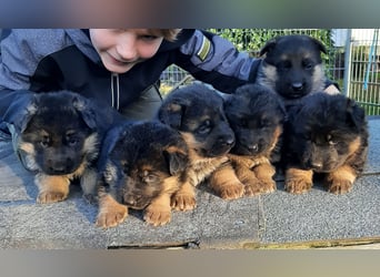 DSH-Welpen zu verkaufen