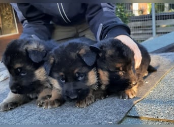 DSH-Welpen zu verkaufen