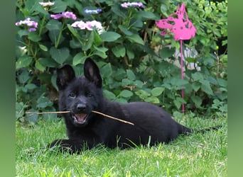 Schäferhund, Welpen, gerader Rücken, SV Papiere
