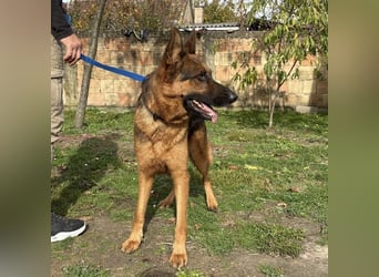 Max ein wahrer Kämpfer Max ein wahrer Kämpfer