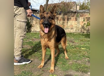 Max ein wahrer Kämpfer Max ein wahrer Kämpfer