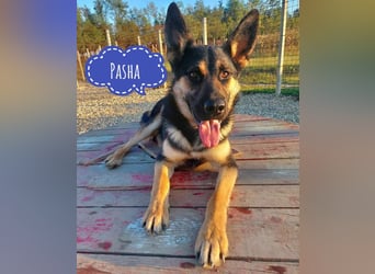 Pasha ein wundervoller Freund fürs Leben