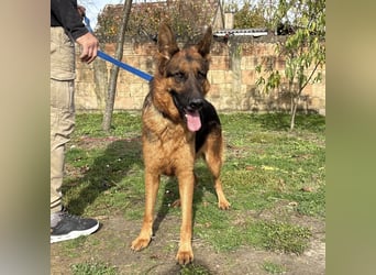 Max ein wahrer Kämpfer Max ein wahrer Kämpfer