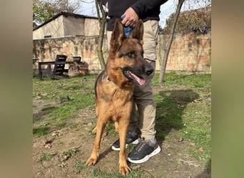 Max ein wahrer Kämpfer Max ein wahrer Kämpfer