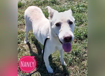Nancy eine traurige Seele