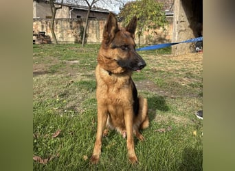 Max ein wahrer Kämpfer Max ein wahrer Kämpfer