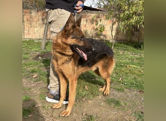 Max ein wahrer Kämpfer Max ein wahrer Kämpfer