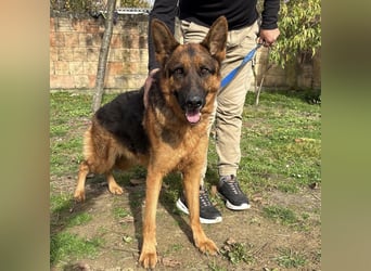 Max ein wahrer Kämpfer Max ein wahrer Kämpfer