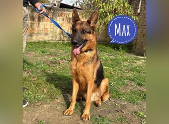 Max ein wahrer Kämpfer Max ein wahrer Kämpfer