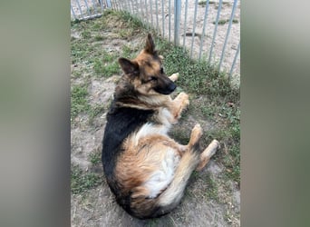 Deutsche Schäferhündin Hexe sucht ihr Zuhause