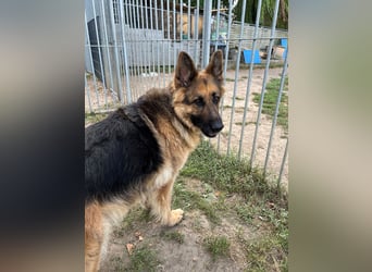 Deutsche Schäferhündin Hexe sucht ihr Zuhause