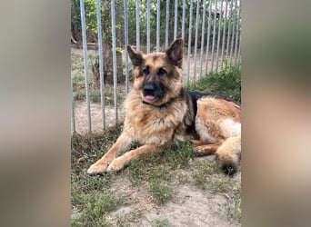 Deutsche Schäferhündin Hexe sucht ihr Zuhause