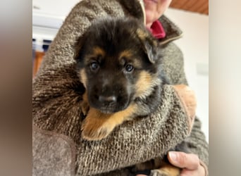 Schäferhund Welpen mit SV Ahnentafel  (SV VDH Zucht)