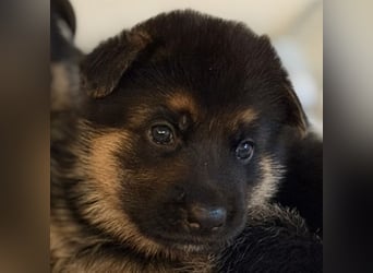 Schäferhund Welpen mit SV Ahnentafel  (SV VDH Zucht)