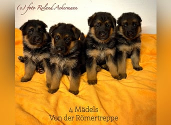 Schäferhund Welpen mit SV Ahnentafel  (SV VDH Zucht)