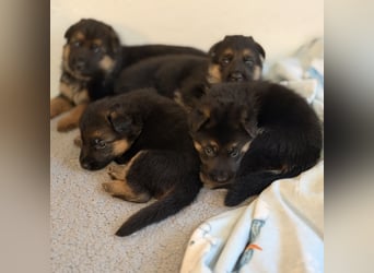 Schäferhund Welpen mit SV Ahnentafel  (SV VDH Zucht)
