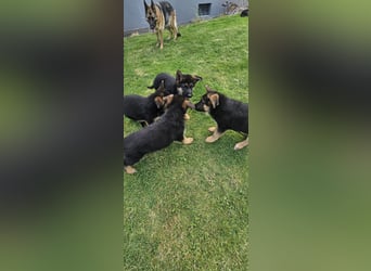 Schäferhund Welpen