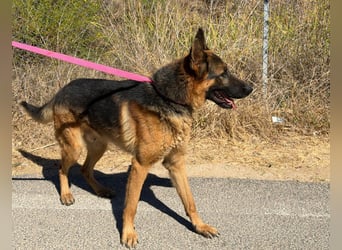 Rex: wo sind die Schäferhund-Freunde?