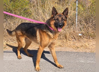 Rex: wo sind die Schäferhund-Freunde?