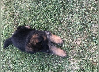 Schäferhundewelpen 4 Rüden