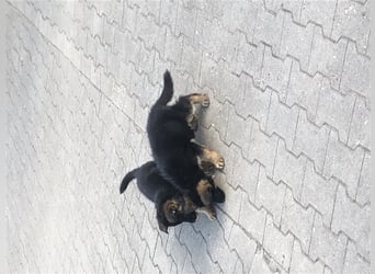Schäferhundewelpen 4 Rüden