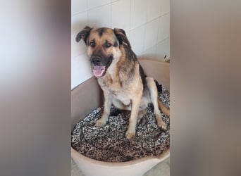 süßer Oreo wünscht sich sein Zuhause