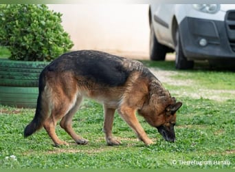 süße Fata sucht ihr Zuhause für immer