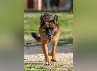 süße Fata sucht ihr Zuhause für immer