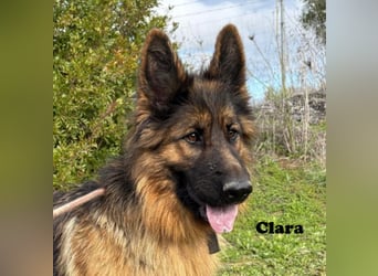 Clara