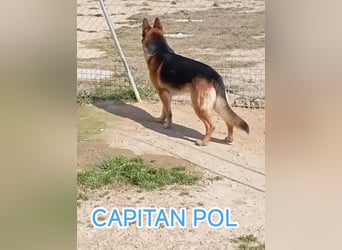 Alle lieben CAPITAN POL-Seele auf 4 Pfoten-sehr freundlich, menschenbezogen, aufmerksam, verspielt