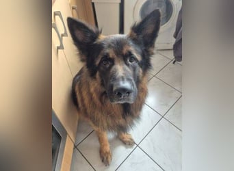 BALDUR ist ein gestandenen Rüde