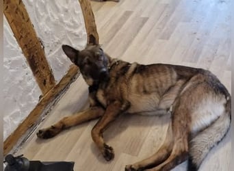 NATHAN cleverer, verspielter Schäfer-Colliemix-Teenager