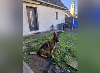 NATHAN cleverer, verspielter Schäfer-Colliemix-Teenager