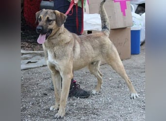 Ralph wartet auf seine Menschen