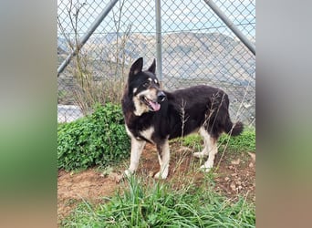 Hübscher Tanos sucht seine Menschen