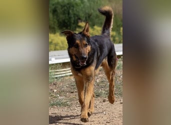 Göttlicher Horus sucht seine Jünger