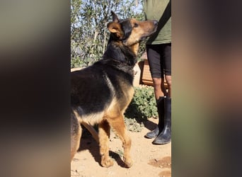 Göttlicher HORUS sucht seine Jünger