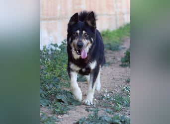 Hübscher Tanos sucht seine Menschen