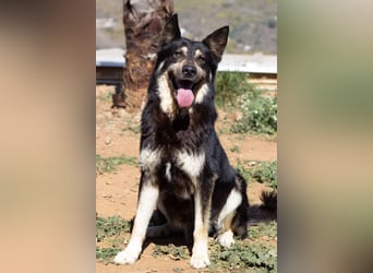 Hübscher TANOS sucht seine Menschen